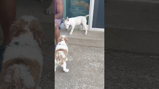 “Nita Twin” Getting On “Baloo’s” Last Nerve 😂😭🙏🏽❤️ #BullTerrier #MiniatureShihTzu #AKCRegistered