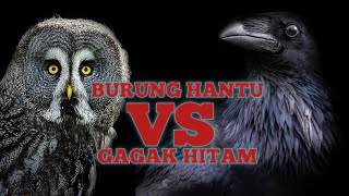 SERAM MANA BURUNG HANTU ATAU GAGAK ?? JANGAN BERANI NONTON DEH !!!