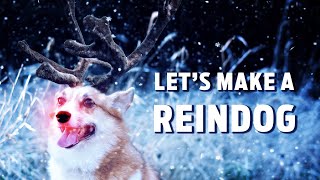 Let's a Make a Reindog!