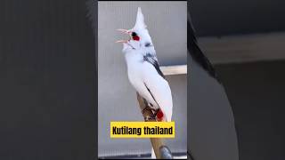 kutilang dari thailand