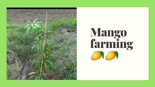 Mango farming