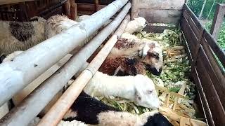 PAKAN ALTERNATIF KAMBING GEMBEL, pakan kambing kulit jagung dan kol