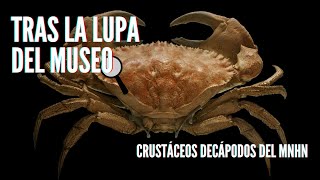 Tras la Lupa del Museo - Crustáceos decápodos de la colección MNHN 🔍🦀🦐