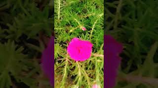 beautiful flowers video #shortvideo