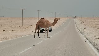 Google Hired Camel To Create The Street View Of A Desert