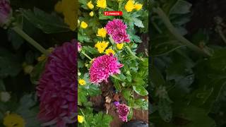 Flowers #shorts #short #youtubeshorts #shortsvideo #subscribe #viralshort #instagram #trending #reel