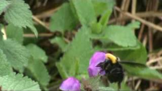 Čmrlj II (Bombus argillaceus)