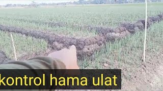 perawatan bawang merah umur 14  hst