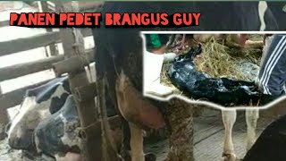 Proses Sapi Melahirkan || ga tega liatnya #sapiperah #sapi #sapiperahboyolali