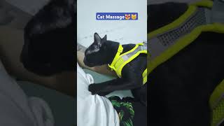 #Blue Cat massage #catlover #catlover #cat #foryou #trendingshorts #shortsvideo #viralvideo #virals