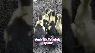 Anak Itik Terjebak Dipasir