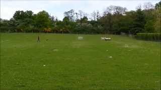 Training session with young border collie