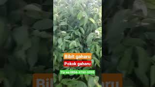 bibit gaharu pokok gaharu malacensis ,, TLP wa 085647605995#gaharu #pokokgaharu #kayugaharu