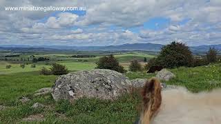 lucy & me on top of the world #farmlife #cuddlecowtherapy