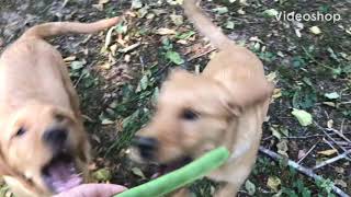 Puppies Try New Foods - 3 month old Goldadors