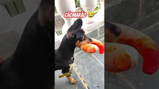 CÃOMARÃO 😂