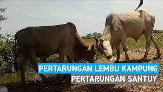 LEMBU KAMPUNG SEDANG BERTARUNG SENGIT || Angon Lembu || Lembu Jantan