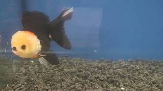 12-13cm High Quality Oranda (11)