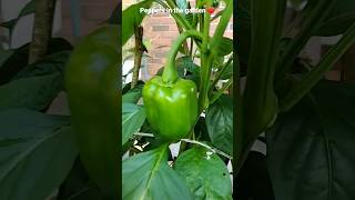 Peppers in the garden