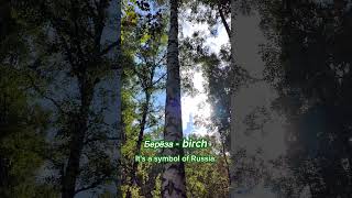 Прогулка в лесу 🌳 A walk in the forest #русскийдляиностранцев #природа #урокирусского #english