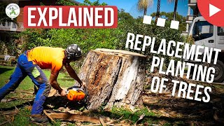 EXPLAINED - The Replacement Planting of Trees - SHANES TREES