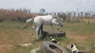 ofir training legend the caballo to go on ramp tire