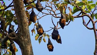 FLYING FOXES (strictly protected), Fruit Bats, កញ្ជ្រោងហោះ Cambodia, Siem Reap, សៀមរាប