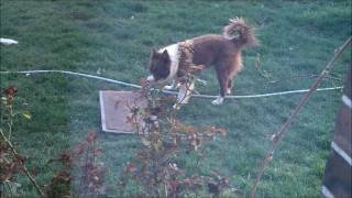 Bored collie = weapon of mass destruction