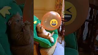 viral cat short new || short video 2024 | #funny_cats #viralvideo