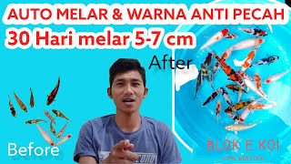 AUTO MELAR 5-7 CM DALAM 30 HARI WARNA ANTI PECAH| UPDATE KEEPING IKAN KOI MINION