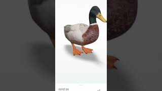 3d of animals