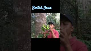 BENTUK DAUN POHON MERANTI Shorea ovalis