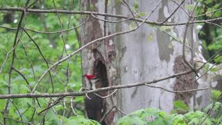 Pileated Woodpecker