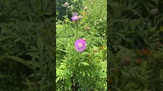 Flowers #garden #flowers #beautiful #happy