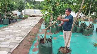 mengenal bibit mangga introduksi yang ada di kebun perbenihan agrimania flora indramayu