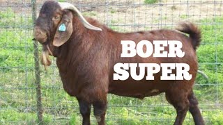 BOER SUPER