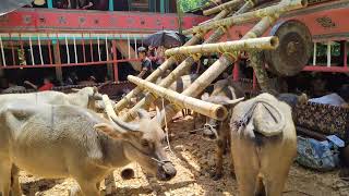 Prosesi Ma'pasa' TEDONG Di Ritual Rambu Solo' TORAJA. Banyak Sekali KERBAUNYA.