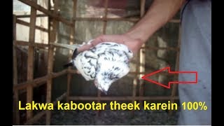 Lakwa kabootar theek karein Without Medicine with Prove 100% Working.