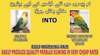 نئے فینسیر کے لیے بہترین منافع بخش جوڑا | HOW TO PRODUCE PARBLUE EUWING IN HOME | AAB INFORMATION