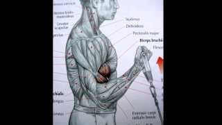 Bodybuilding Biceps exercise and anatomy