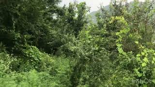 5 bigha land for sale river side near Kasauli 📞8544775890 #himachal #property  #kasauli #shimla