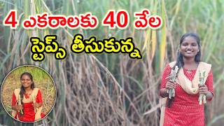 40 వేలకు 4 ఎకరాలకు 4g bullet napier farming @MalleshAdla