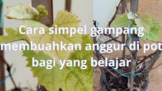 cara gampang simpel membuahkan anggur di pot yang baru belajar