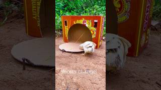 Unique - Bird Trap using Box Carboard #shorts