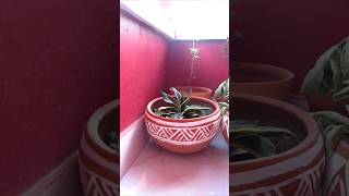 पुराने मटके से सुंदर सा गमला बनाए /Home garden #diy #shorts #artshorts #youtubeshorts #artandcraft