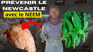 Ces deux plantes vont changés votre élevage des  POULETS