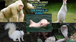 Jarang Kita Jumpai!! Inilah 8 Hewan Albino Langka  dengan Warna Putih Tercantik Di Dunia