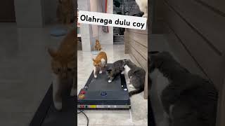 kucing aja olah raga masa kamu ngga!