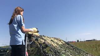 Release of a common buzzard