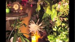 Night Blooming Cereus Time-lapse